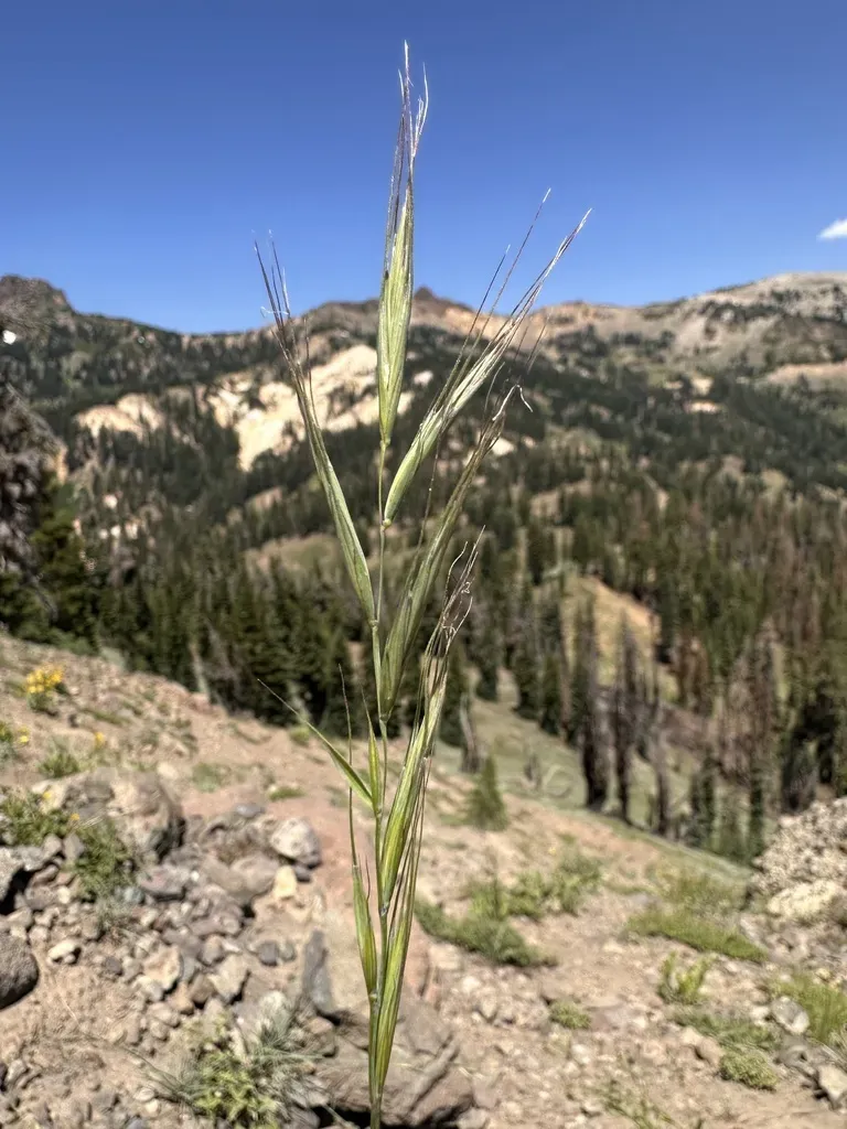 Sierra Wild Rye
