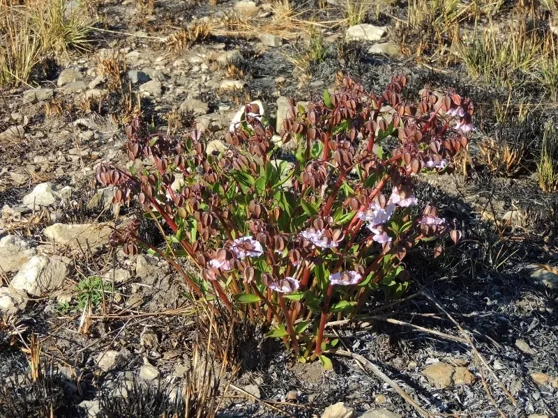 Trichodesma Ambacense