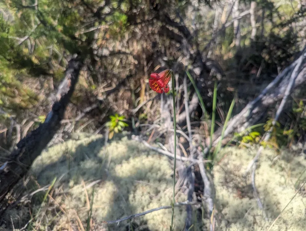 Coast Lily
