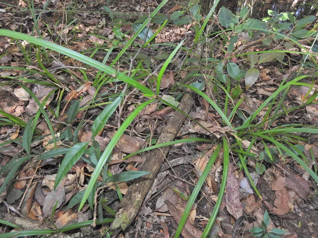 Black-fruited Flatsedge
