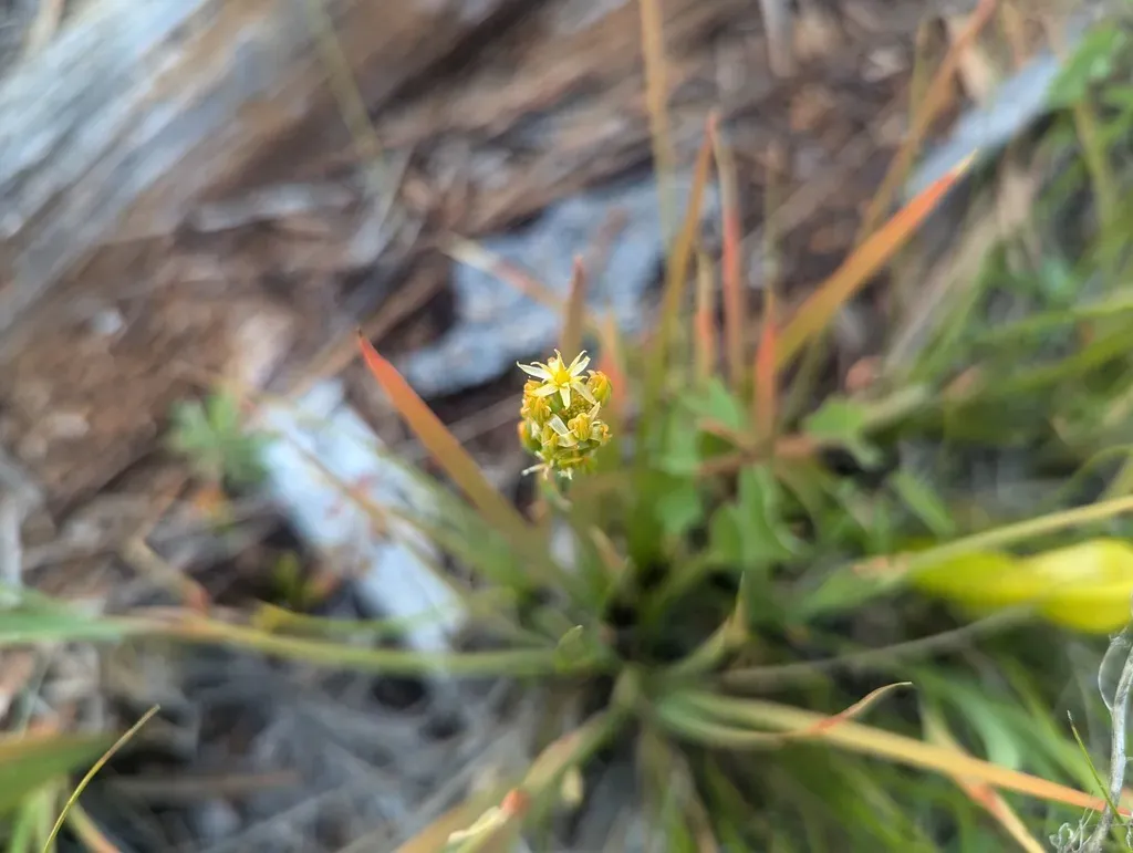 California Bog Asphodel