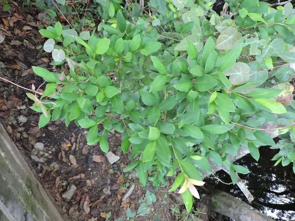 Myrceugenia Campestris