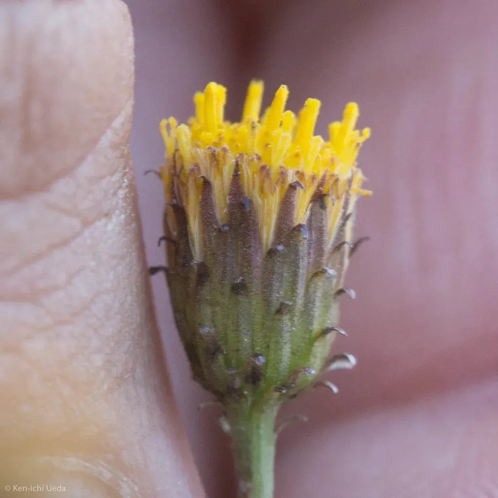 Rock-loving Fleabane