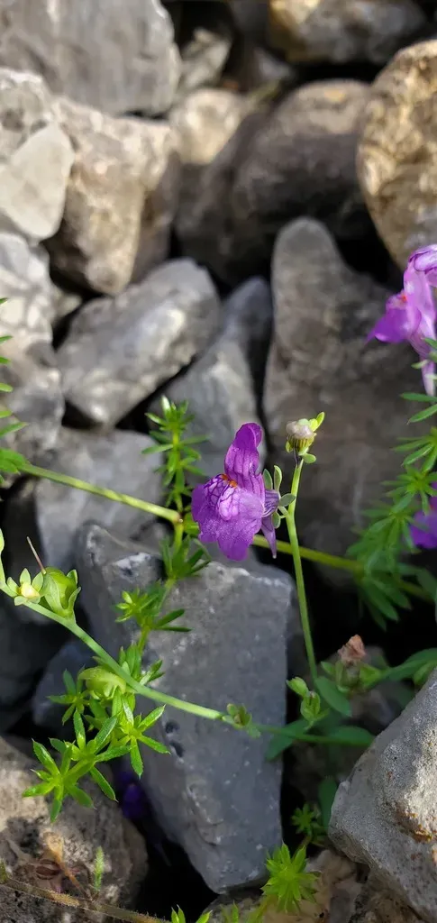 Linaria Faucicola