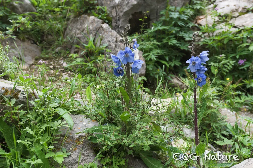Prickly Blue Poppy