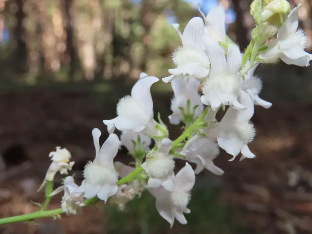 Linaria Nivea