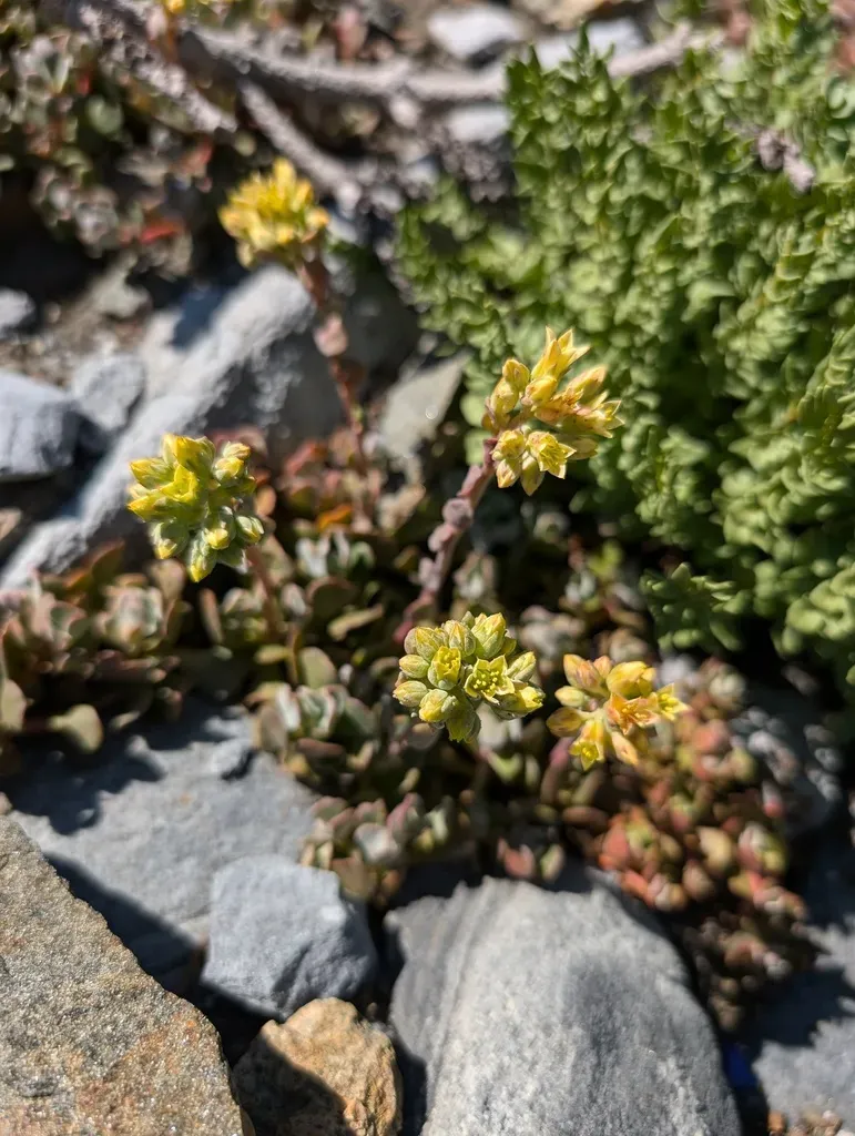 Marble Mountains Stonecrop