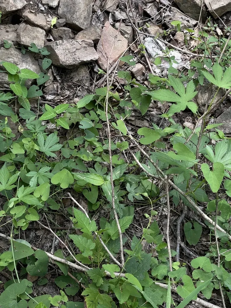 Northern Dutchman's Pipe