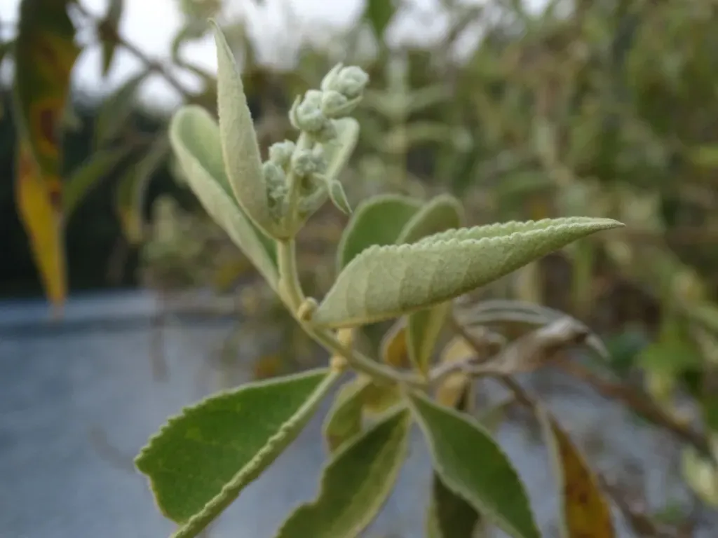 Buddleja Crotonoides