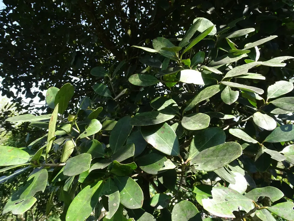 Ternstroemia Tepezapote