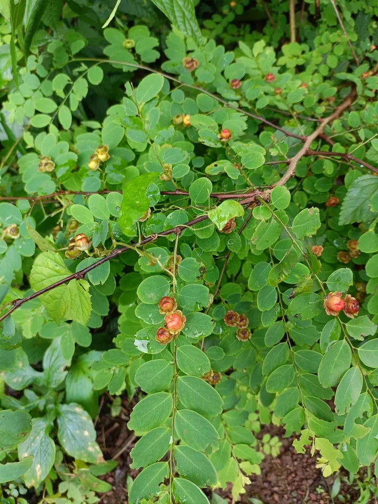 Cup Saucer Plant