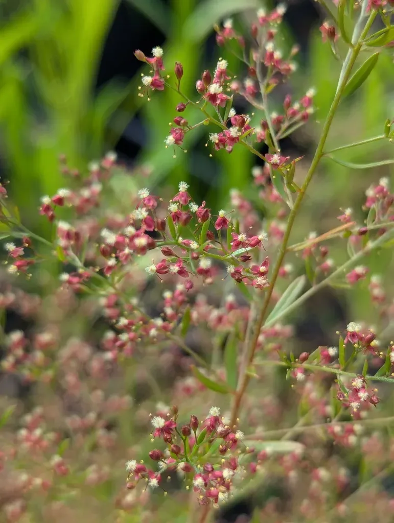 Illinois Pinweed