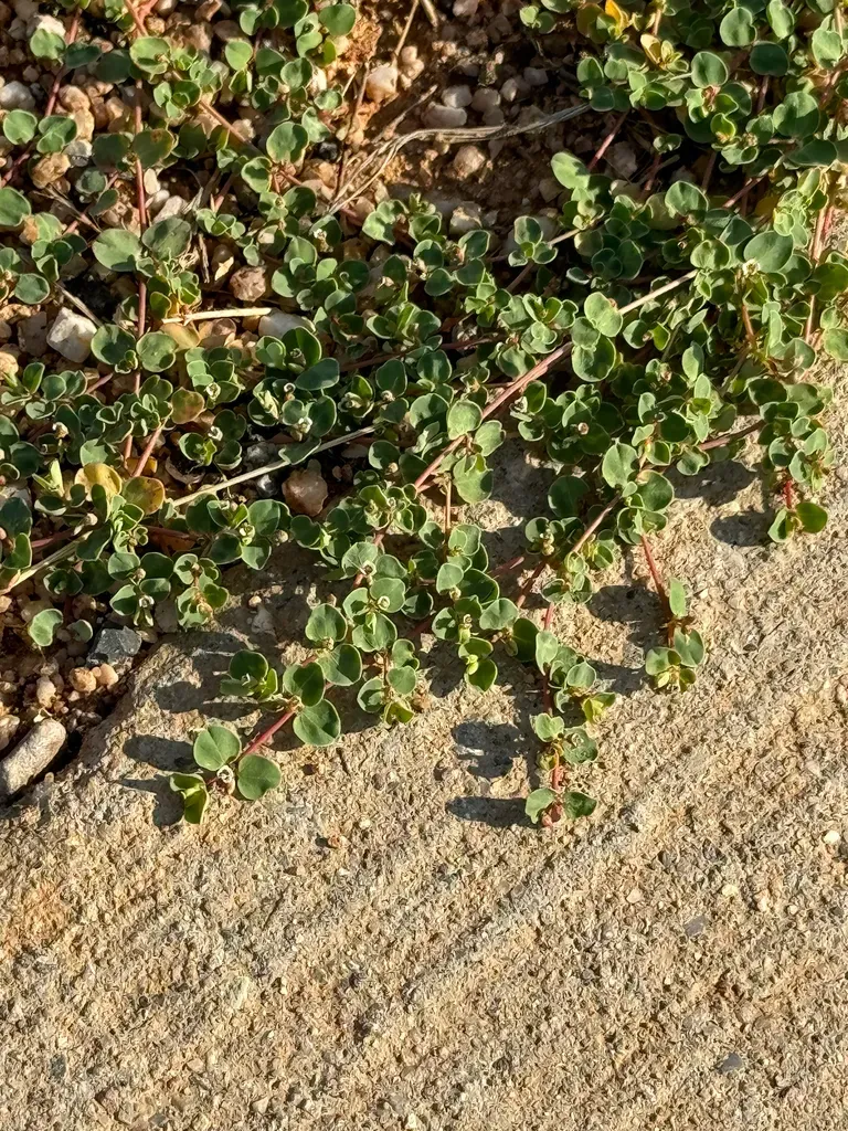 Rattlesnake Weed