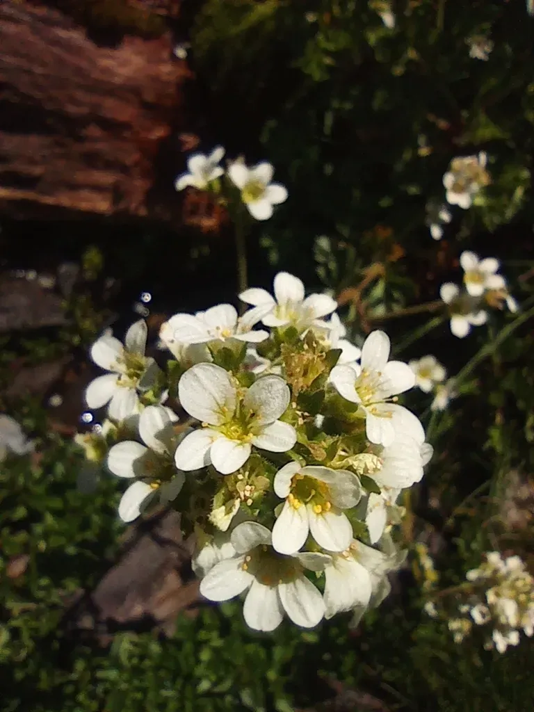 Water Saxifrage