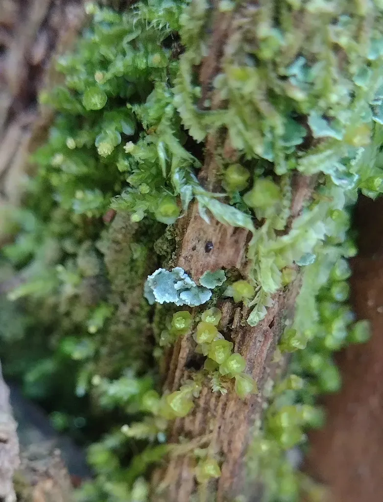 Pellucid Four-tooth Moss