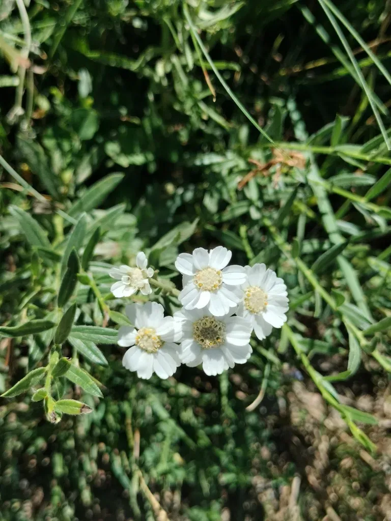 Pyrenean Sneezewort