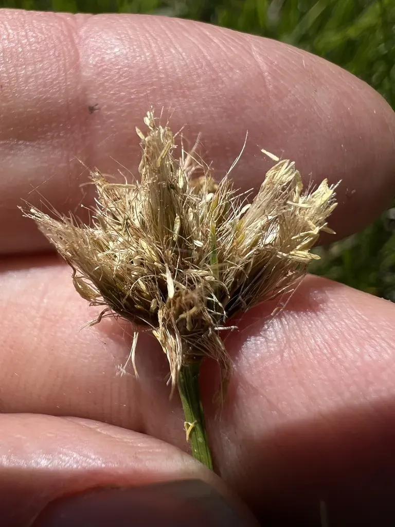 Short-hair Cottongrass