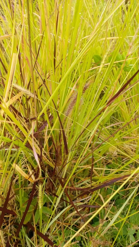 Purple Fountain Grass