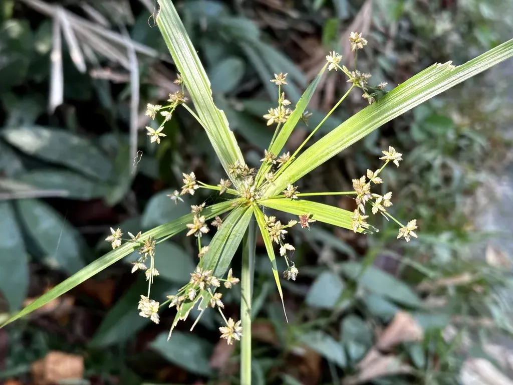 Cyperus Trialatus