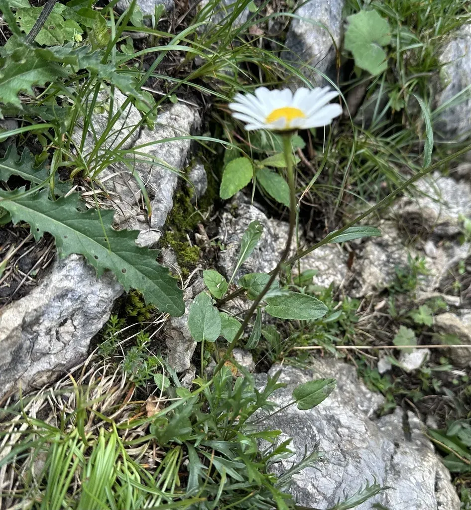 Haller's Ox-eye Daisy