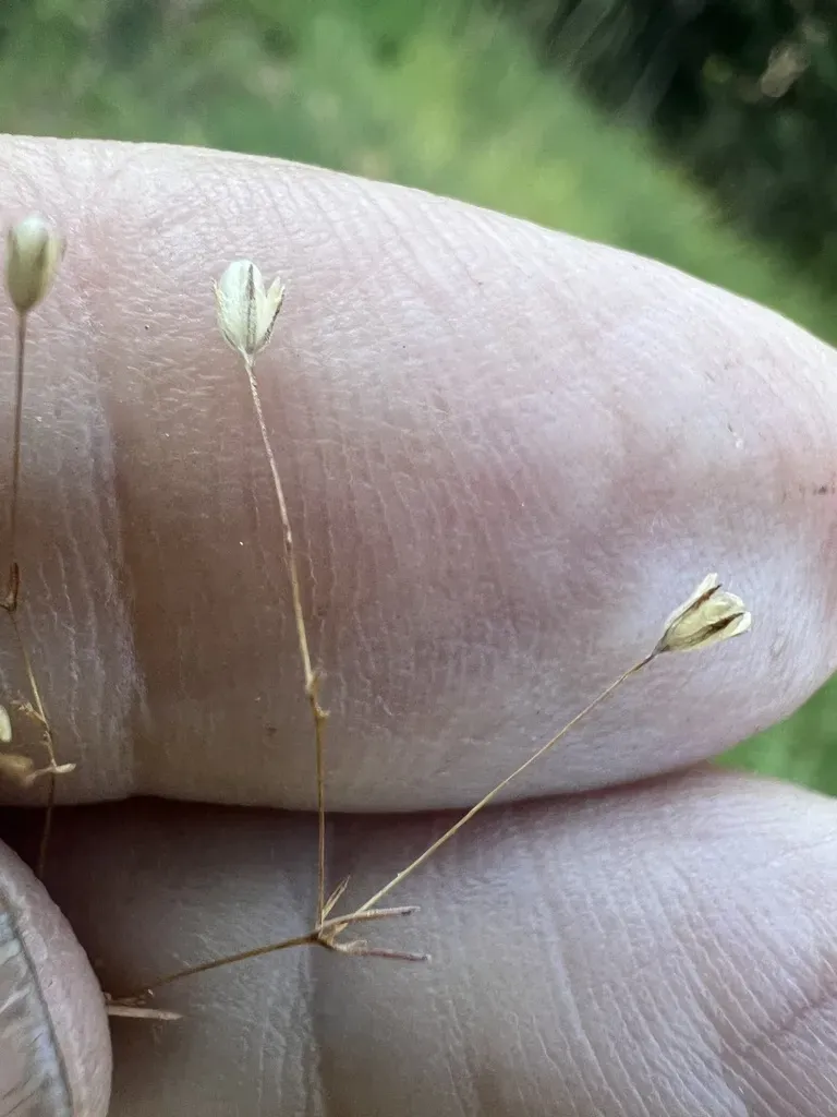 Harkness' Flaxflower