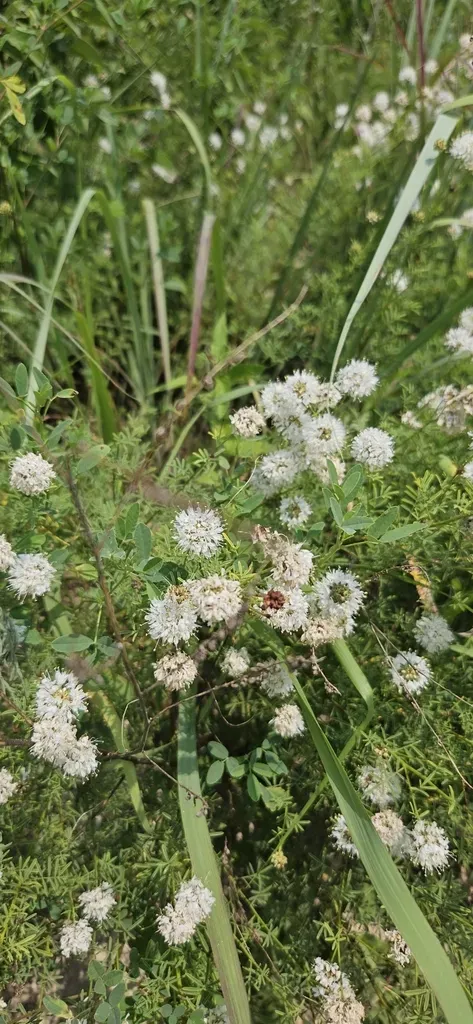 Roundhead Prairie Clover