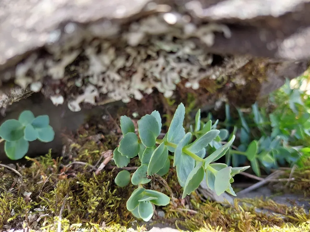 Phedimus Subcapitatum