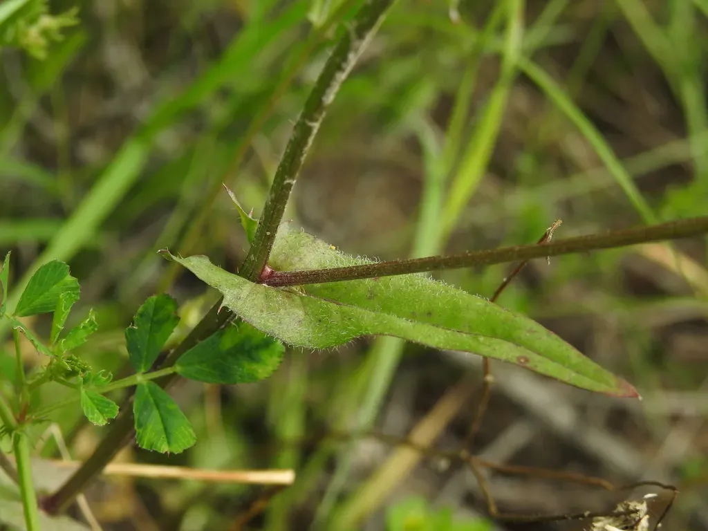 Small-flowered Hawk's-beard