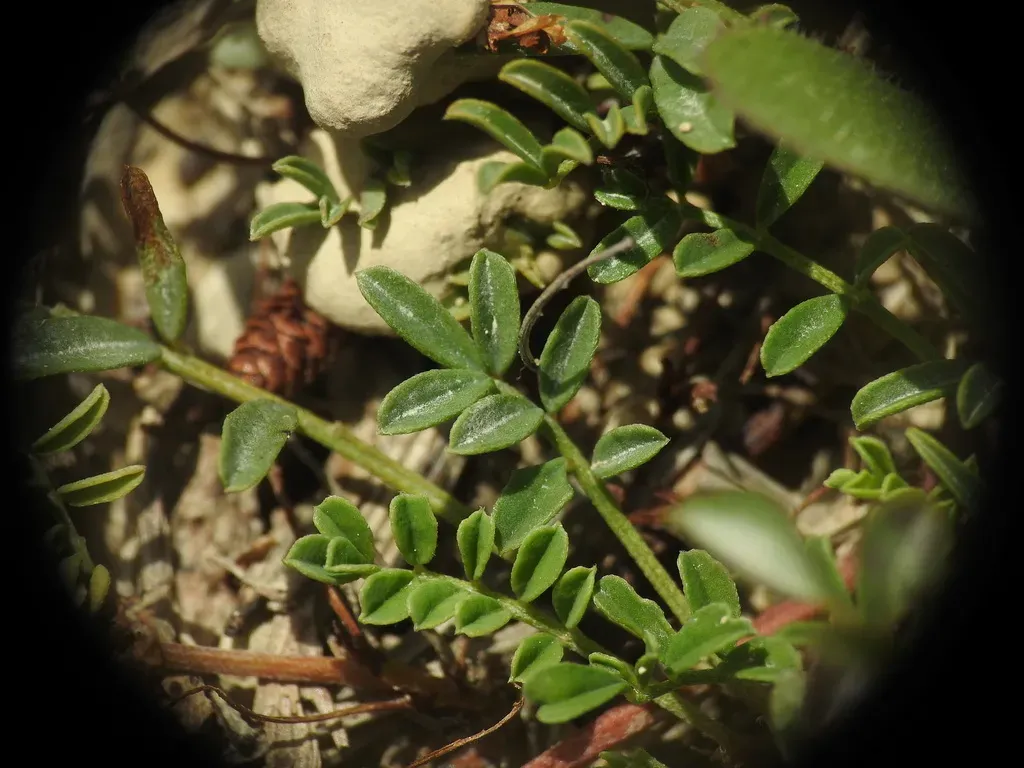 Hippocrepis Scorpioides
