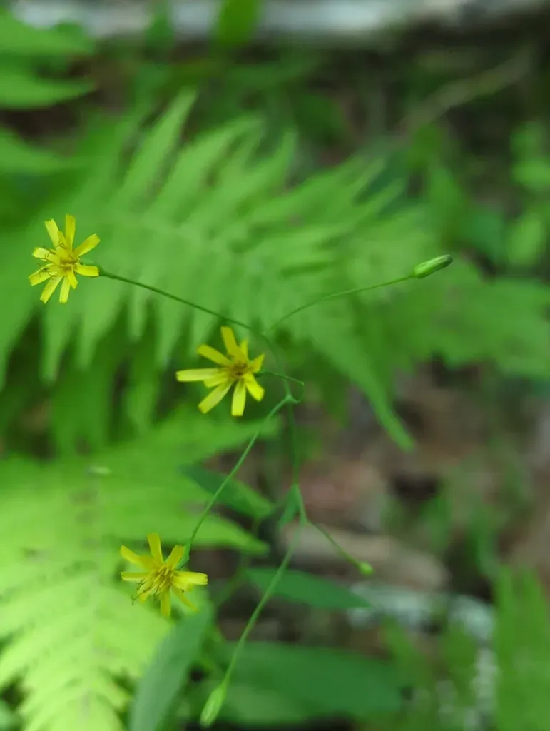 Panicled Hawkweed
