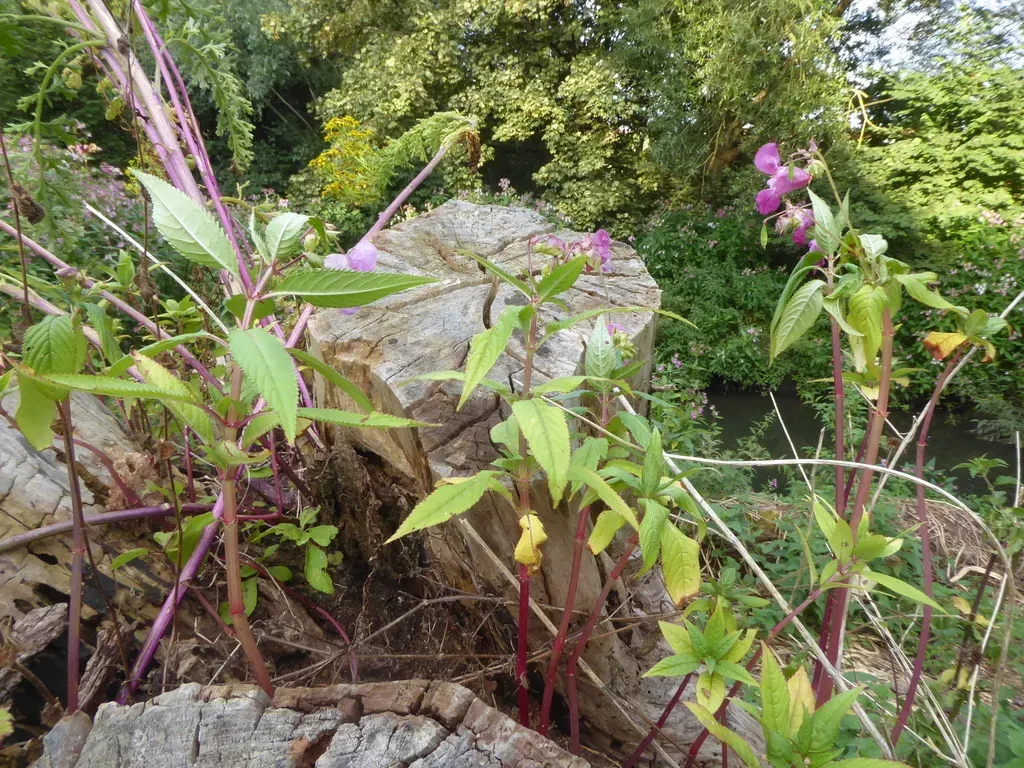 Himalayan Balsam