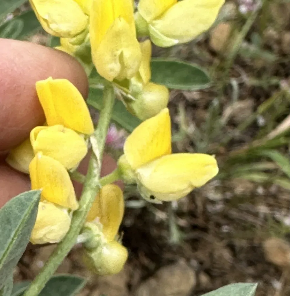 Saffron-flowered Lupine