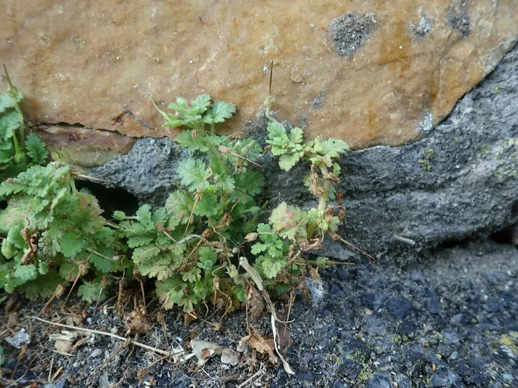Sea Stork's-bill