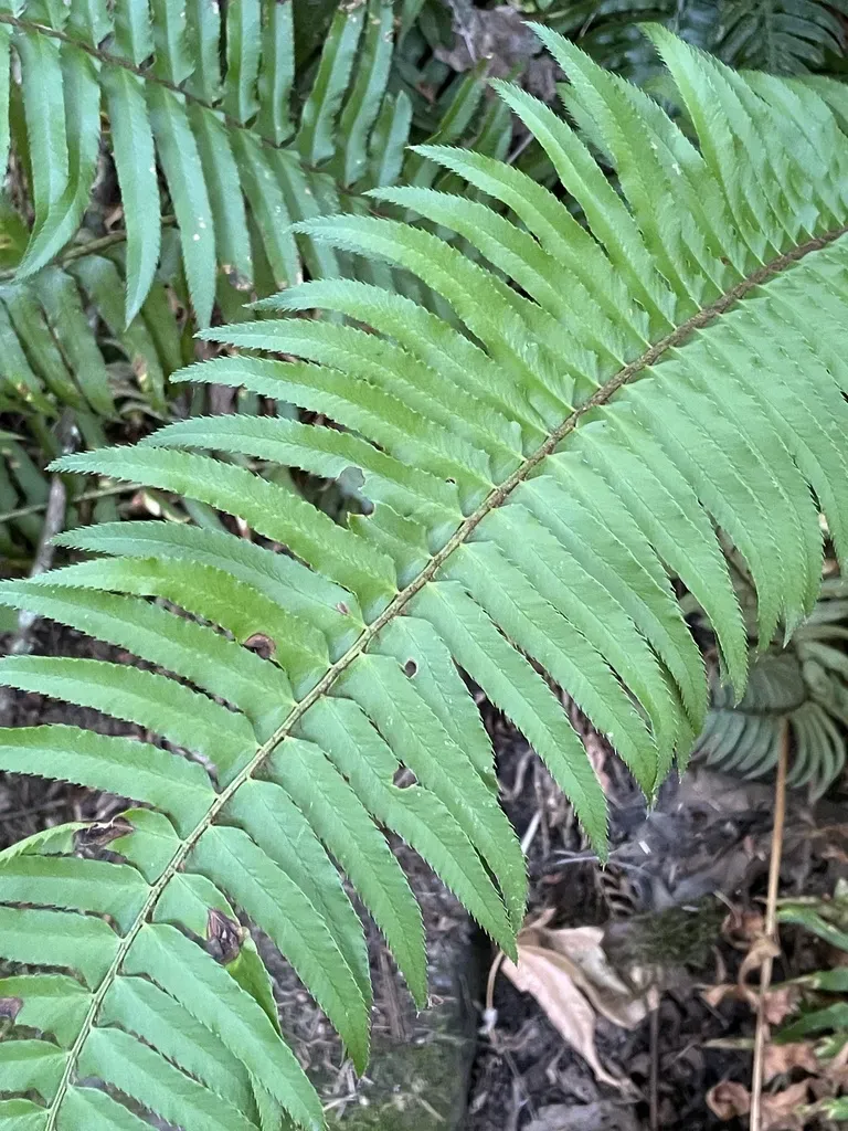 Western Sword Fern