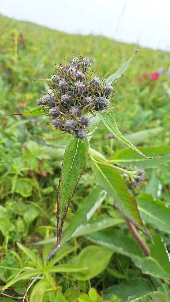 Tilesius’ Saw-wort