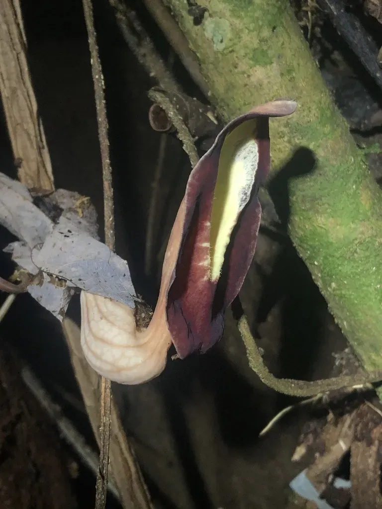 Aristolochia Putumayensis