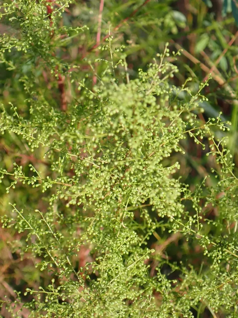Virgate Wormwood