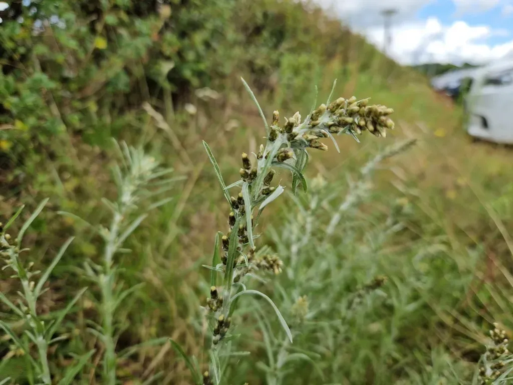 Woodland Arctic-cudweed