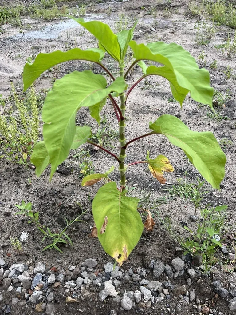 Kiss-me-over-the-garden-gate