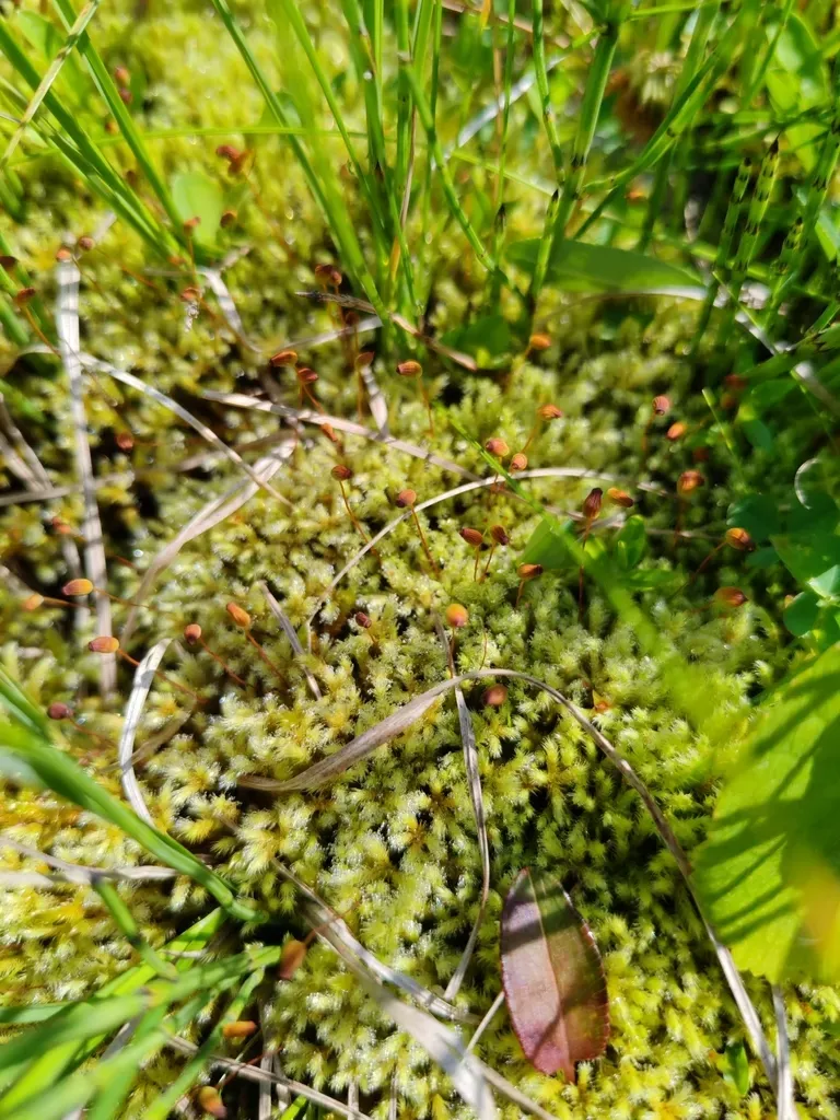 Philonotis Tomentella