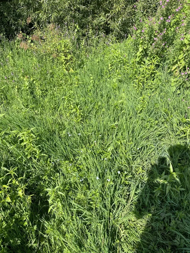 Creeping Forget-me-not
