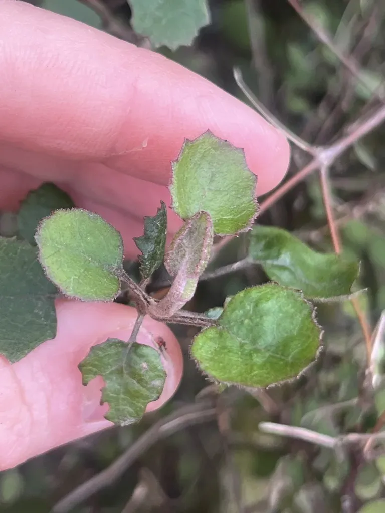 Brachyglottis Sciadophila