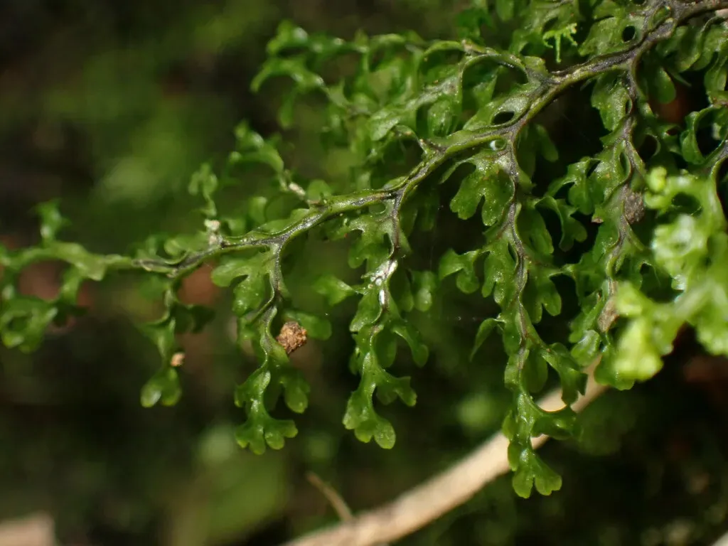 Hymenophyllum Fujisanense