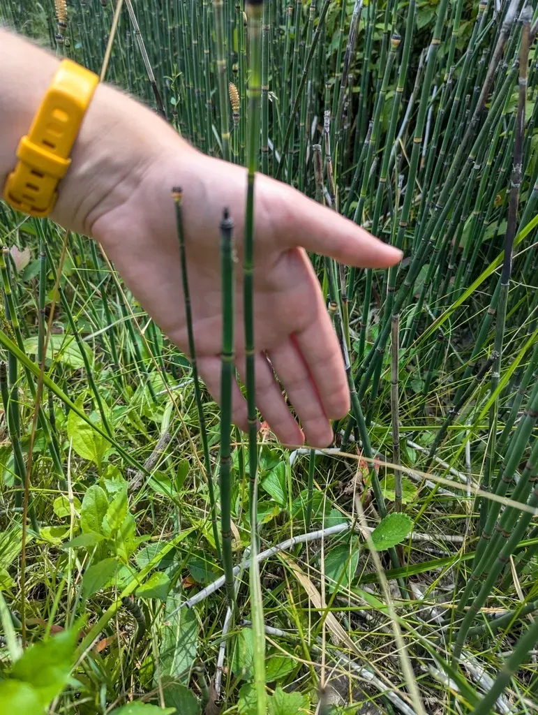 Ferriss' Horsetail