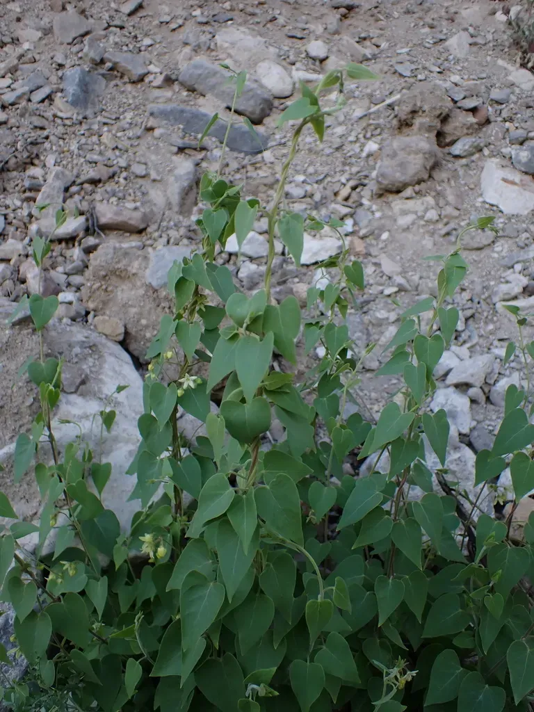 Philibertia Candolleana