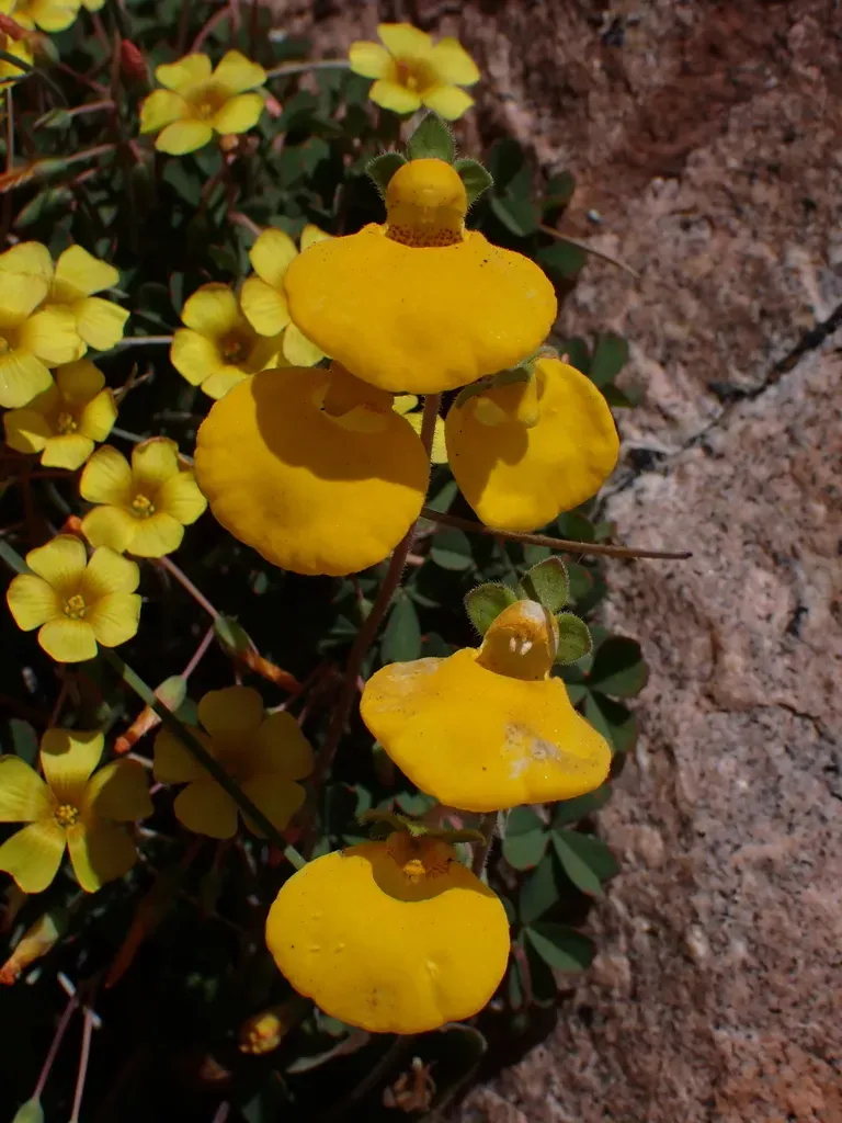 Calceolaria Brunellifolia