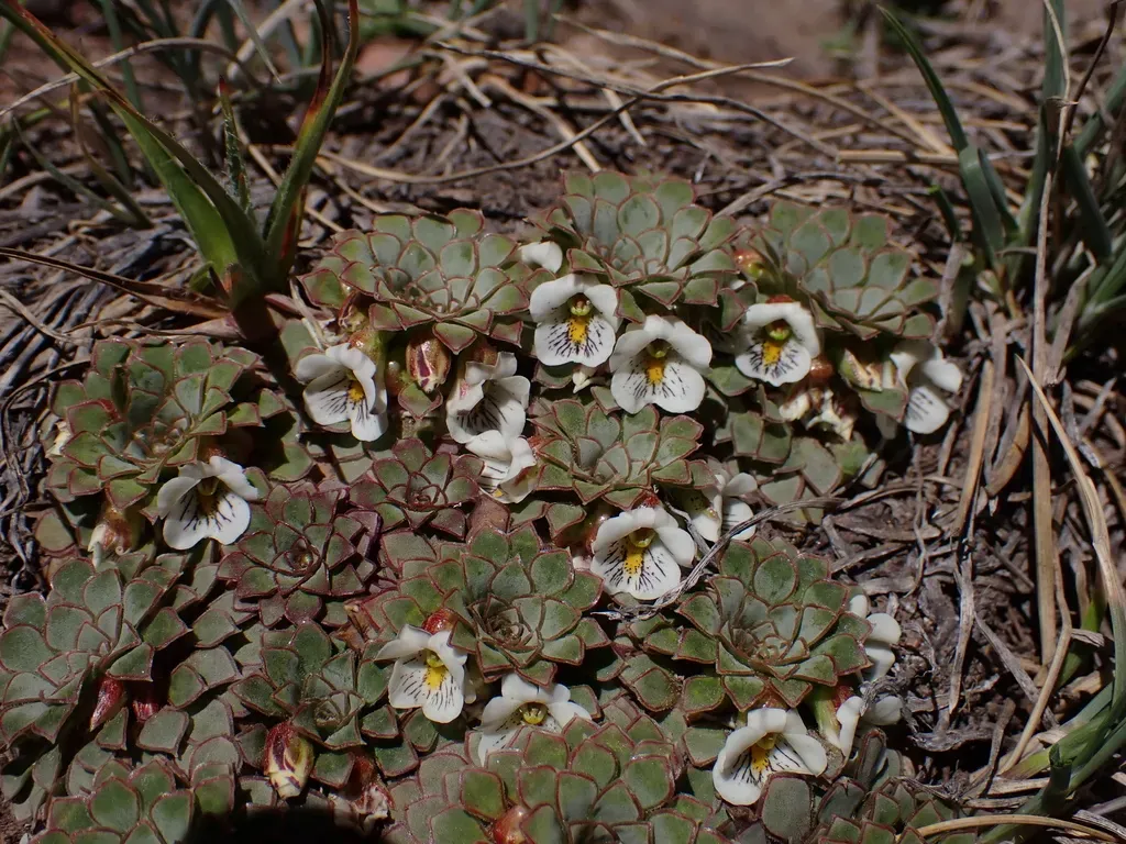 Viola Beckeriana