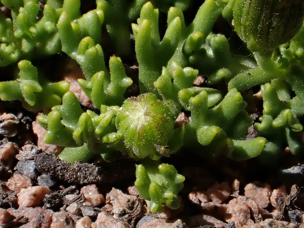 Senecio Trifidus