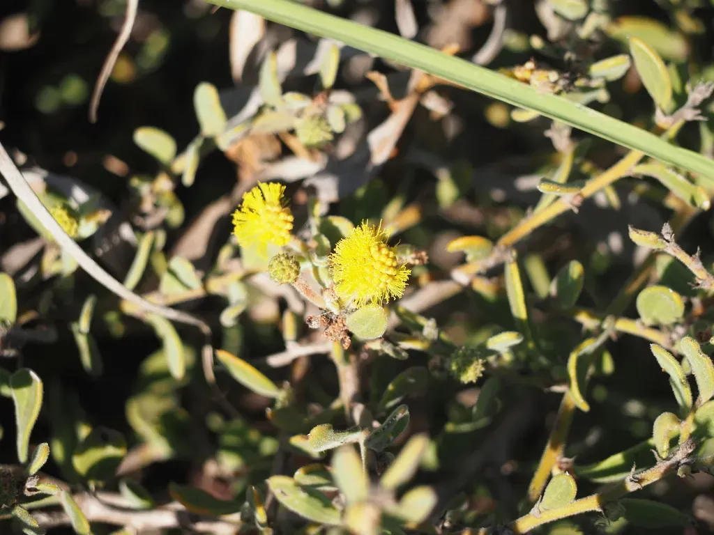 Gregory's Wattle