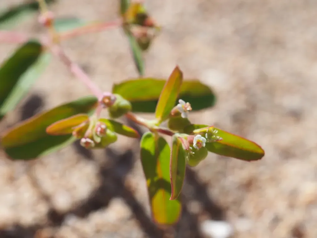 Euphorbia Trigonosperma